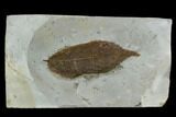 Fossil Hackberry (Celtis) Leaf - Montana #120806-1